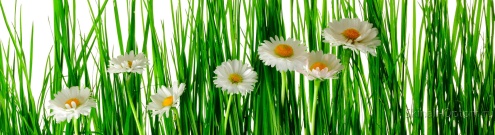 Скинали для кухни:  - изображение 138638