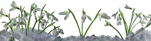 Скинали для кухни:  - изображение 61920