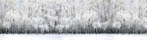 Скинали для кухни:  - изображение 61520