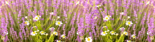Скинали для кухни:  - изображение 150780