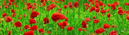 Скинали для кухни:  - изображение 62984