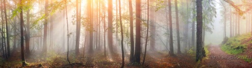 Скинали для кухни:  - изображение 147728