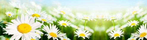 Скинали для кухни:  - изображение 134324