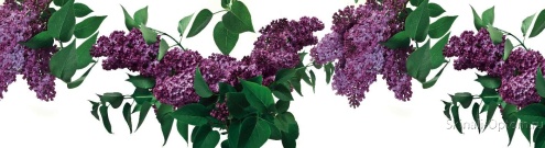 Скинали для кухни:  - изображение 45070