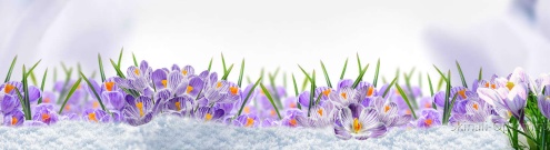 Скинали для кухни:  - изображение 125634
