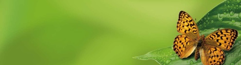 Скинали для кухни:  - изображение 34974