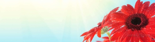 Скинали для кухни:  - изображение 132752