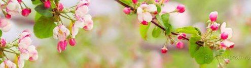 Скинали для кухни:  - изображение 125236