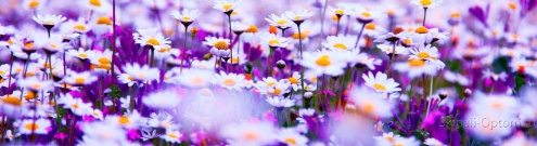 Скинали для кухни:  - изображение 138668