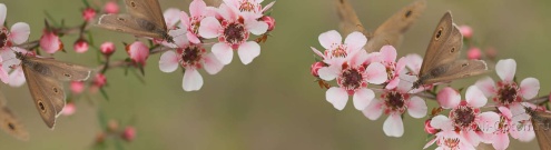 Скинали для кухни:  - изображение 139118