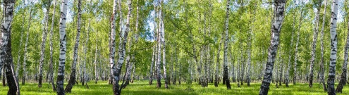 Скинали для кухни:  - изображение 124364