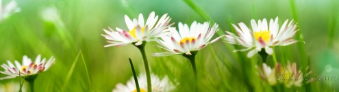 Скинали для кухни:  - изображение 138576