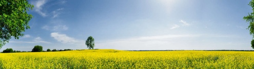 Скинали для кухни:  - изображение 134708