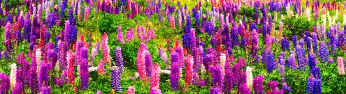 Скинали для кухни:  - изображение 139416