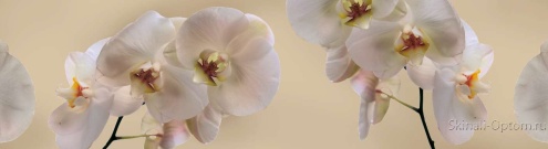Скинали для кухни:  - изображение 30480