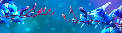 Скинали для кухни:  - изображение 124650