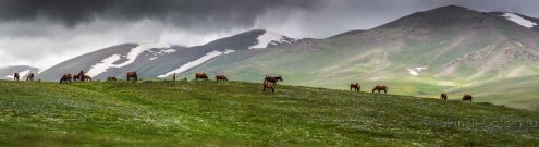 Скинали для кухни:  - изображение 149816
