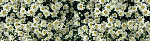 Скинали для кухни:  - изображение 62594