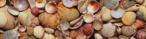 Скинали для кухни:  - изображение 60474