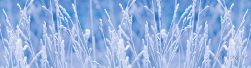 Скинали для кухни:  - изображение 138286