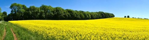 Скинали для кухни:  - изображение 61490