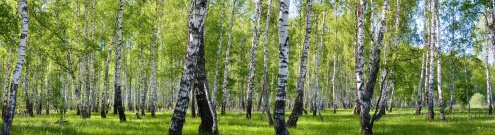 Скинали для кухни:  - изображение 61548