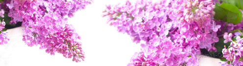 Скинали для кухни:  - изображение 134386