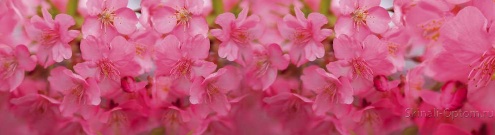 Скинали для кухни:  - изображение 62748