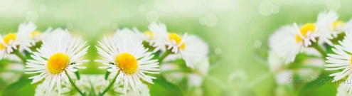 Скинали для кухни:  - изображение 62608
