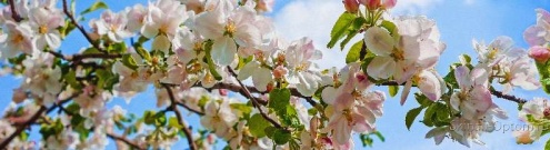 Скинали для кухни:  - изображение 135574