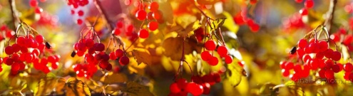 Скинали для кухни:  - изображение 125304