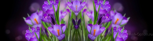 Скинали для кухни:  - изображение 133484