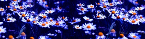 Скинали для кухни:  - изображение 138816