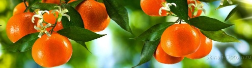 Скинали для кухни:  - изображение 125876