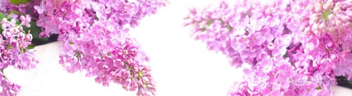 Скинали для кухни:  - изображение 80528