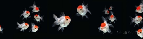 Скинали для кухни:  - изображение 63360